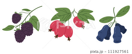 Fresh forest berries. Edible juicy berry, blackberry, rosehip and honeysuckle flat vector illustration set. Juicy berries collection 111927561