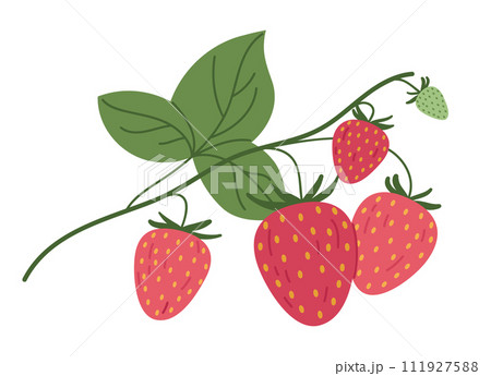 Hand drawn strawberries. Edible red berries for healthy nutrition, delicious forest strawberry branch flat vector illustration. Juicy strawberries 111927588