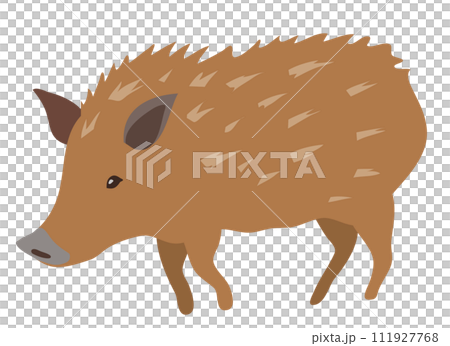 かわいいイノシシ かわいいイノシシ 111927768