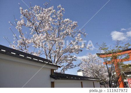 春の伏見稲荷 サクラと鳥居 春の伏見稲荷 サクラと鳥居 111927972
