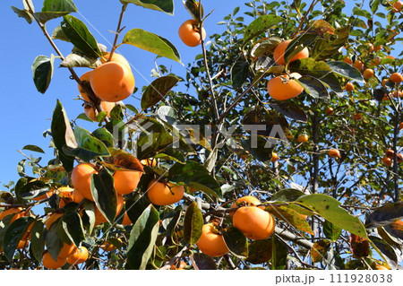 熟した庄内柿 111928038