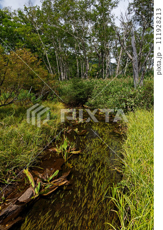 初秋の尾瀬ヶ原の流れ 初秋の尾瀬ヶ原の流れ 111928213