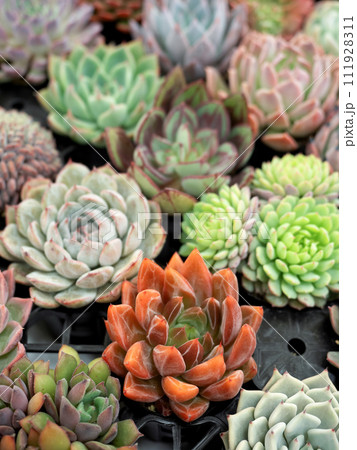 多肉植物の寄せ植え 多肉植物の寄せ植え 111928311