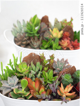 多肉植物の寄せ植え 多肉植物の寄せ植え 111928314