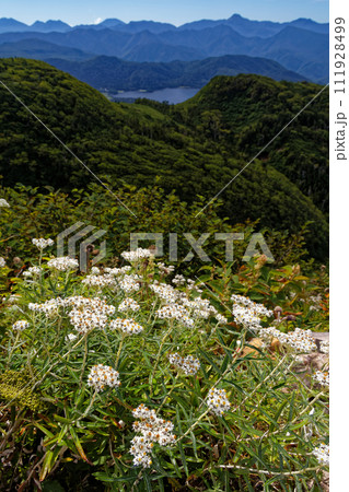 燧ヶ岳のヤマハハコの花と尾瀬沼・日光の山並み 111928499