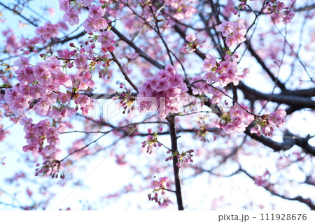 早春に咲く河津桜 111928676