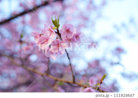早春に咲く河津桜 早春に咲く河津桜 111928687