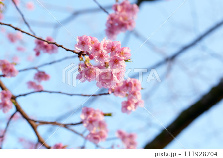 早春に咲く河津桜 111928704