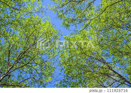 爽やかな新緑の木々 111928716