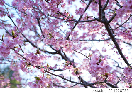 早春に咲く河津桜 111928729