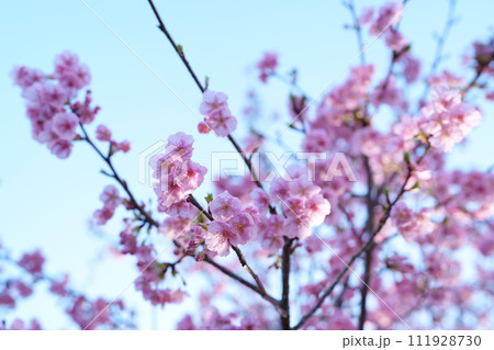 早春に咲く河津桜 111928730