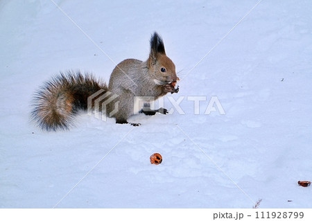 エゾリス エゾリス 111928799