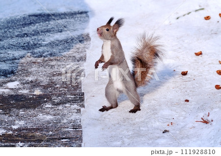 エゾリス 111928810