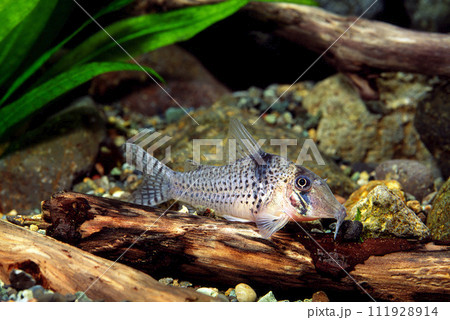 コリドラス パスタゼンシス コリドラス・パスタゼンシス アクアリウム コリドラス パスタゼンシス コリドラス・パスタゼンシス アクアリウム 111928914
