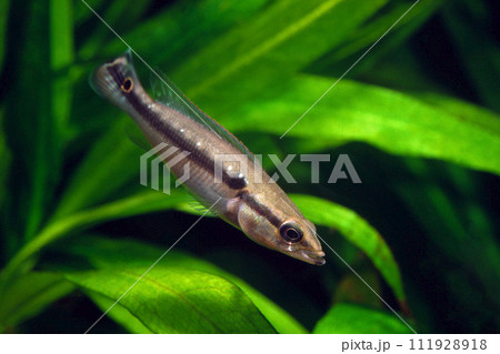 パイクシクリッド　アクアリウム 111928918