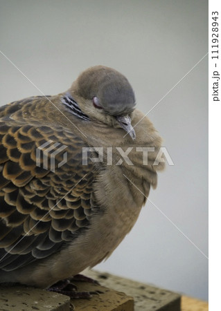 鳩アップ 111928943
