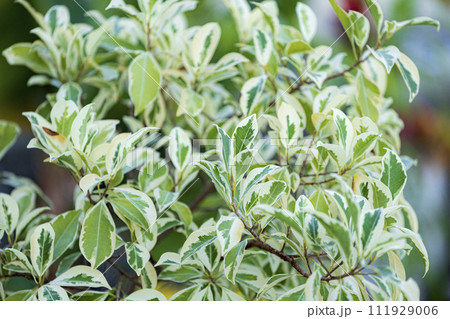 観葉植物　フィカス　ベンジャミンスターライト 111929006