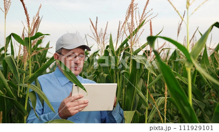 agriculture, farmer with digital tablet working corn field, hands touching tablet while working field, business farm, smart transformation control healthy internet industry agribusiness computer 111929101