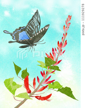 デイゴとアゲハ蝶の夏イラスト デイゴとアゲハ蝶の夏イラスト 111929278