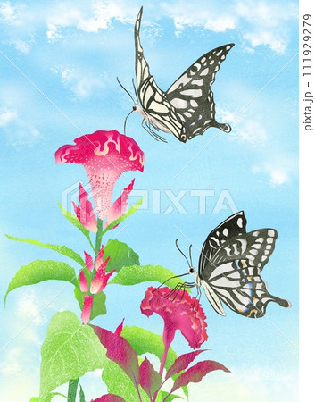 アゲハ蝶とケイトウのイラスト アゲハ蝶とケイトウのイラスト 111929279
