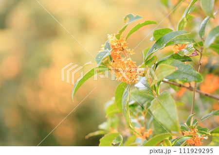 キンモクセイの花 キンモクセイの花 111929295