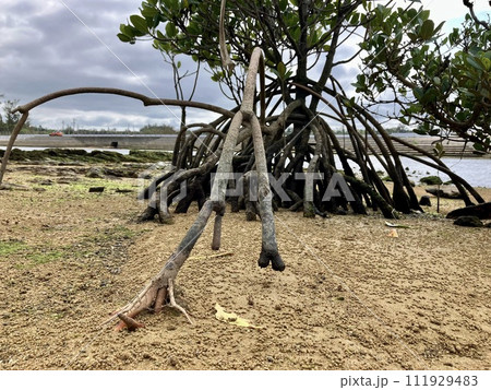 沖縄本島 マングローブ風景 111929483