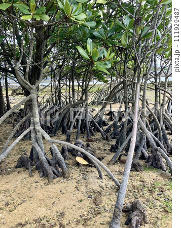 沖縄本島 マングローブ風景 沖縄本島 マングローブ風景 111929487
