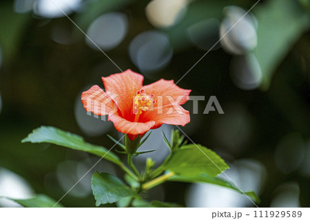 赤いハイビスカスの花 赤いハイビスカスの花 111929589