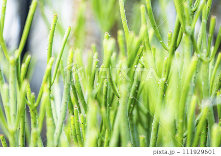 群生する沢山の多肉植物 111929601