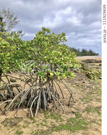 沖縄本島 マングローブ風景 沖縄本島 マングローブ風景 111929699