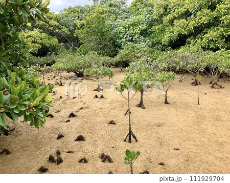 沖縄本島　マングローブ風景 111929704