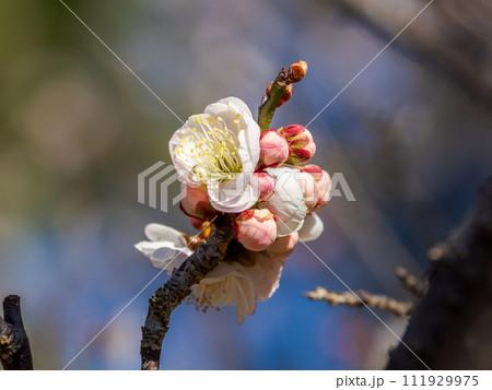紅白咲き分け（源平咲き）の梅の花【思いのまま】 111929975