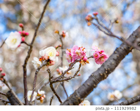紅白咲き分け(源平咲き)の梅の花【思いのまま】 紅白咲き分け(源平咲き)の梅の花【思いのまま】 111929982