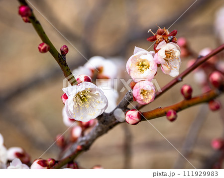 紅白咲き分け（源平咲き）の梅の花【思いのまま】 111929983