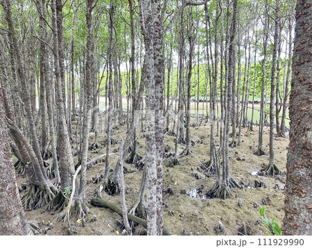 沖縄本島 マングローブ風景 沖縄本島 マングローブ風景 111929990