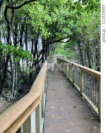 沖縄本島 マングローブ風景 沖縄本島 マングローブ風景 111929993