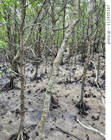 沖縄本島　マングローブ風景 111930167