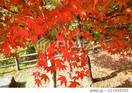 国上健康の森公園の紅葉(新潟県) 国上健康の森公園の紅葉(新潟県) 111930701