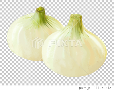 新たまねぎ2個① 新たまねぎ2個① 111930812