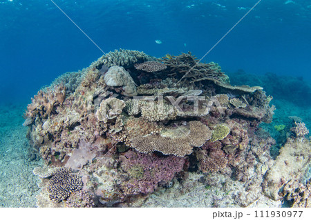 沖縄県本部町の美しい珊瑚の水中写真（コピースペース有り） 111930977