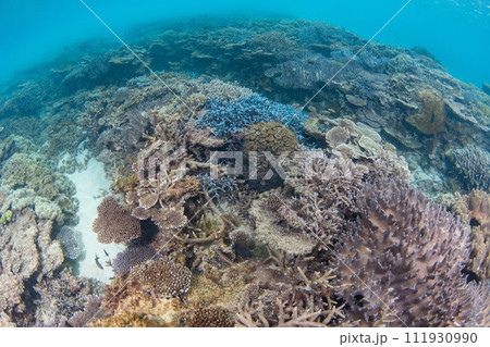沖縄県本部町の美しい珊瑚の水中写真（コピースペース有り） 111930990