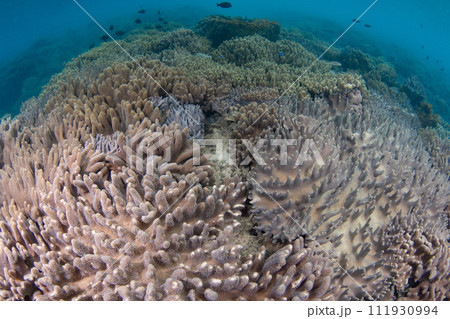 沖縄県本部町の美しい珊瑚の水中写真（コピースペース有り） 111930994