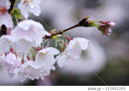 いつか見た桜 いつか見た桜 111931203