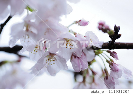 いつか見た桜 111931204