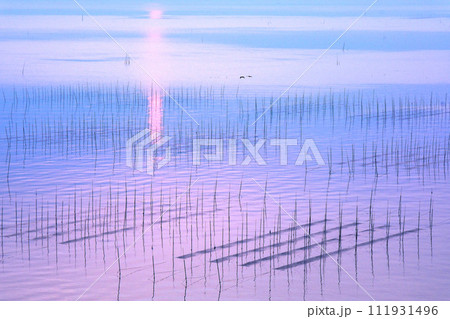 有明海の海苔養殖風景 有明海の海苔養殖風景 111931496