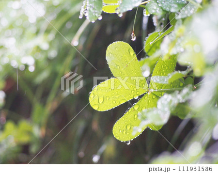 やさしい雨にうたれる庭の植物 やさしい雨にうたれる庭の植物 111931586