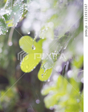 やさしい雨にうたれる庭の植物 111931587