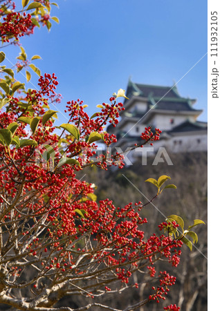 和歌山城のモチノキ 111932105