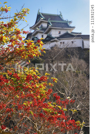 和歌山城のもちの木 111932145