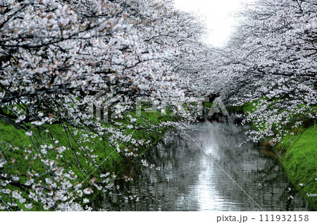 近所で見た桜 近所で見た桜 111932158